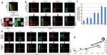 CD54 (ICAM-1) Antibody in Flow Cytometry (Flow)