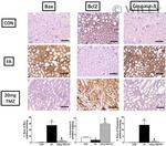 Bax Antibody in Immunohistochemistry (IHC)