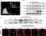 Phospho-PKC alpha (Thr638) Antibody in Western Blot (WB)