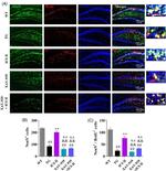 NeuN Antibody in Immunohistochemistry (IHC)