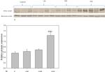 NCK1 Antibody in Western Blot (WB)