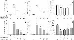 TGM2 Antibody in Immunocytochemistry (ICC/IF)