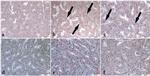 Caspase 3 Antibody in Immunohistochemistry (Paraffin) (IHC (P))