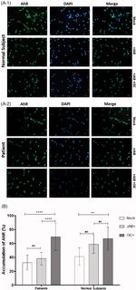 AHR Antibody in Immunocytochemistry (ICC/IF)