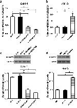 ADAM29 Antibody in Western Blot (WB)