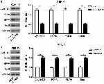 PCNA Antibody in Western Blot (WB)