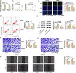 Bcl-2 Antibody in Western Blot (WB)