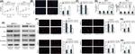 N-cadherin Antibody in Western Blot (WB)