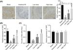 TERT Antibody in Immunohistochemistry (IHC)