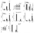 PU.1 Antibody in Western Blot, ChIP Assay (WB, ChIP)