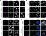 SRRM2 Antibody in Immunocytochemistry (ICC/IF)