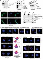 Survivin Antibody in Western Blot, Immunoprecipitation (WB, IP)