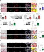 PDI Antibody in Immunohistochemistry (Paraffin) (IHC (P))