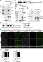 ZO-2 Antibody in Western Blot (WB)