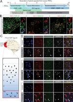 HMGCR Antibody in Immunocytochemistry (ICC/IF)