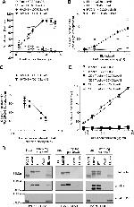 HVCN1 Antibody in Western Blot (WB)