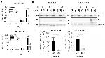 VCP Antibody in Western Blot (WB)