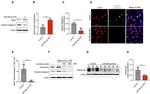 Tau (Cleaved Asp421, Asp422) Antibody in Western Blot (WB)