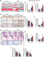 GPR4 Antibody in Immunohistochemistry (IHC)