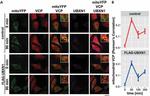 VCP Antibody in Immunocytochemistry (ICC/IF)