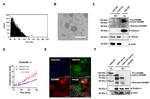 ADAM8 Antibody in Western Blot, Immunocytochemistry (WB, ICC/IF)