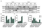 ADAM8 Antibody in Western Blot (WB)