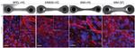 Cardiac Troponin T Antibody in Immunohistochemistry (PFA fixed) (IHC (PFA))