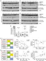 TMPRSS2 Antibody in Western Blot (WB)