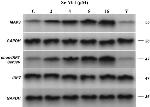 Phospho-IRF3 (Ser396) Antibody in Western Blot (WB)