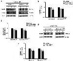 RAGE Antibody in Western Blot (WB)