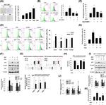 p21 Antibody in Western Blot (WB)