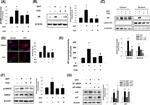 p21 Antibody in Western Blot (WB)