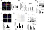 p21 Antibody in Western Blot (WB)