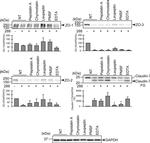 ZO-2 Antibody in Western Blot (WB)