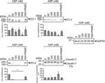 ZO-2 Antibody in Western Blot (WB)