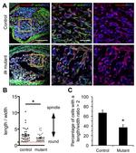 beta Galactosidase Antibody in Immunohistochemistry (Frozen) (IHC (F))