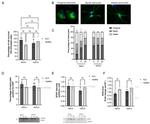 GFAP Antibody in Western Blot (WB)