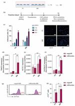 Cardiac Troponin T Antibody in Flow Cytometry (Flow)