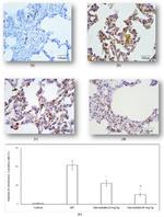 Cytochrome C Antibody in Immunohistochemistry (IHC)