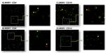 CD204 Antibody in Immunocytochemistry (ICC/IF)