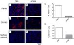 F4/80 Antibody in Immunohistochemistry (Paraffin) (IHC (P))