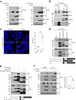 IP3 Receptor 1 Antibody in Western Blot (WB)