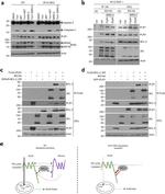 IP3 Receptor 1 Antibody in Western Blot (WB)