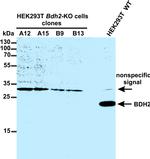 BDH2 Antibody in Western Blot (WB)