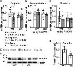 Occludin Antibody in Western Blot (WB)