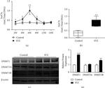 DNMT3B Antibody in Western Blot (WB)