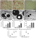 alpha Synuclein Antibody in Immunohistochemistry (IHC)