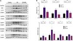 NLRP3 Antibody in Western Blot (WB)