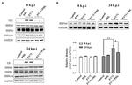 HSC70 Antibody in Western Blot (WB)