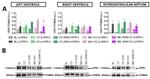 OPA1 Antibody in Western Blot (WB)